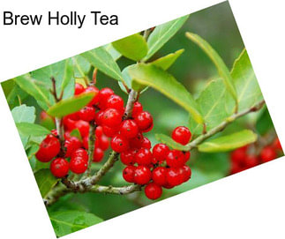 Brew Holly Tea