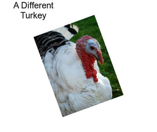 A Different Turkey