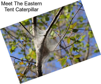 Meet The Eastern Tent Caterpillar