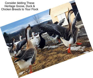 Consider Adding These Heritage Goose, Duck & Chicken Breeds to Your Flock