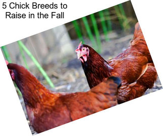 5 Chick Breeds to Raise in the Fall