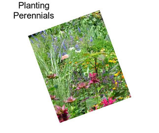 Planting Perennials