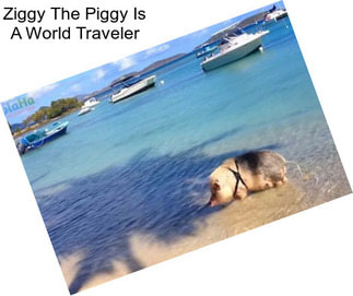 Ziggy The Piggy Is A World Traveler
