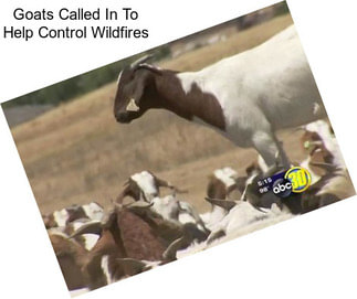 Goats Called In To Help Control Wildfires