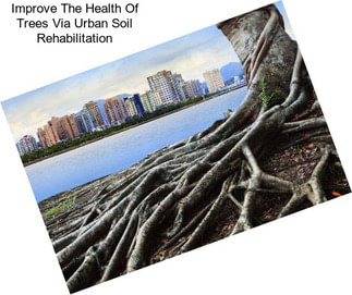 Improve The Health Of Trees Via Urban Soil Rehabilitation