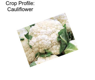 Crop Profile: Cauliflower