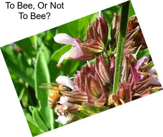 To Bee, Or Not To Bee?