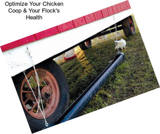 Optimize Your Chicken Coop & Your Flock\'s Health
