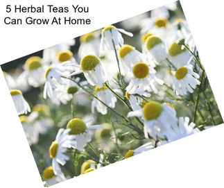 5 Herbal Teas You Can Grow At Home