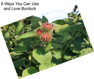 8 Ways You Can Use and Love Burdock