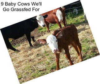9 Baby Cows We\'ll Go Grassfed For