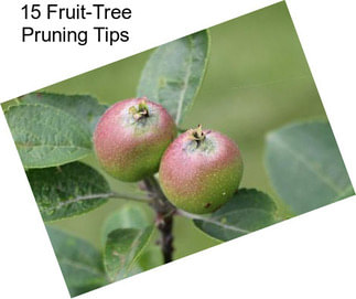 15 Fruit-Tree Pruning Tips