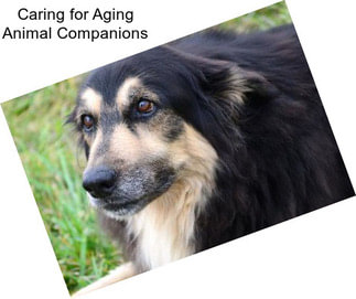 Caring for Aging Animal Companions