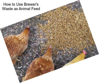 How to Use Brewer\'s Waste as Animal Feed