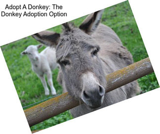 Adopt A Donkey: The Donkey Adoption Option