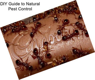 DIY Guide to Natural Pest Control