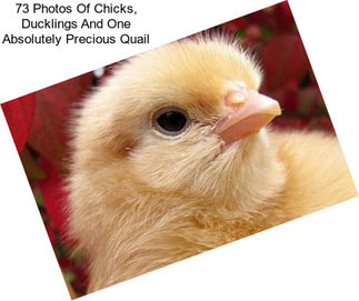 73 Photos Of Chicks, Ducklings And One Absolutely Precious Quail