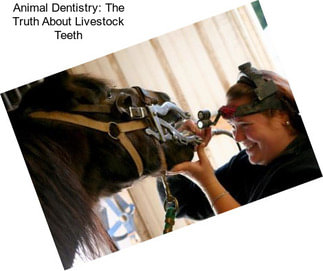 Animal Dentistry: The Truth About Livestock Teeth