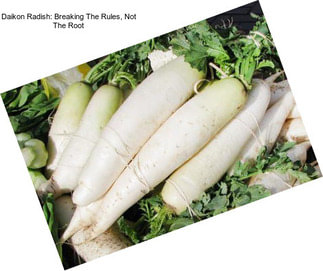 Daikon Radish: Breaking The Rules, Not The Root