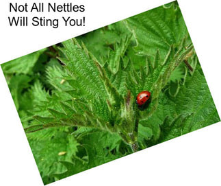 Not All Nettles Will Sting You!