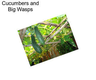 Cucumbers and Big Wasps