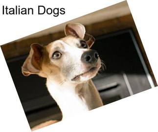 Italian Dogs