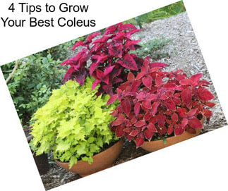 4 Tips to Grow Your Best Coleus