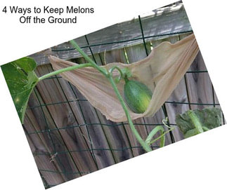 4 Ways to Keep Melons Off the Ground