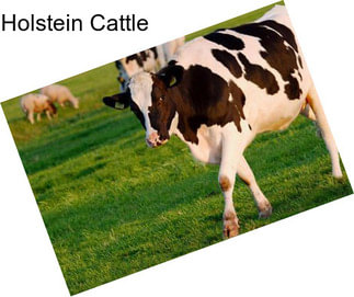 Holstein Cattle