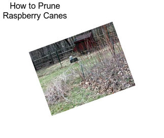 How to Prune Raspberry Canes
