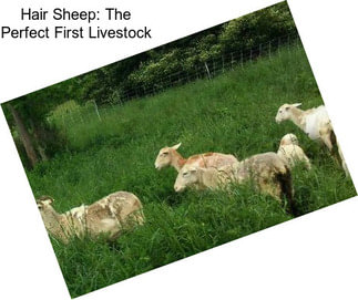 Hair Sheep: The Perfect First Livestock