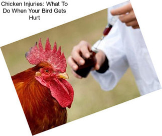 Chicken Injuries: What To Do When Your Bird Gets Hurt