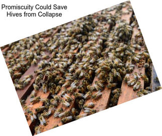 Promiscuity Could Save Hives from Collapse