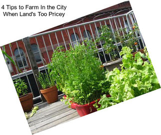 4 Tips to Farm In the City When Land\'s Too Pricey