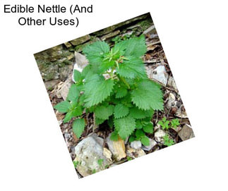 Edible Nettle (And Other Uses)