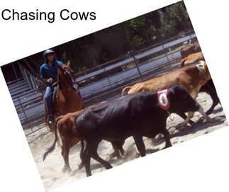 Chasing Cows