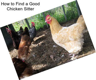 How to Find a Good Chicken Sitter