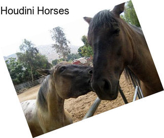 Houdini Horses