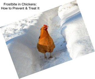 Frostbite in Chickens: How to Prevent & Treat It