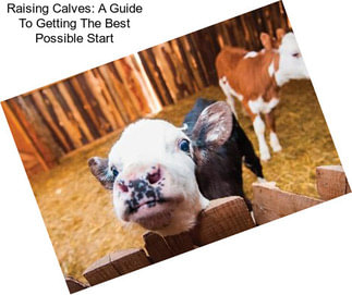 Raising Calves: A Guide To Getting The Best Possible Start