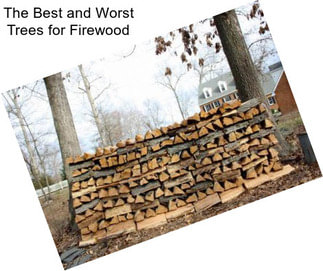 The Best and Worst Trees for Firewood