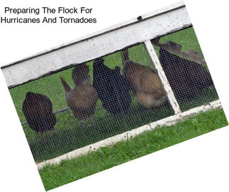 Preparing The Flock For Hurricanes And Tornadoes