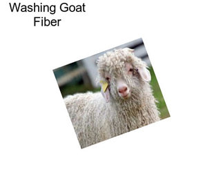 Washing Goat Fiber