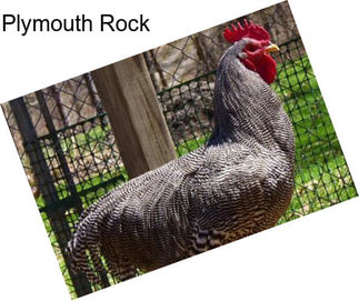 Plymouth Rock