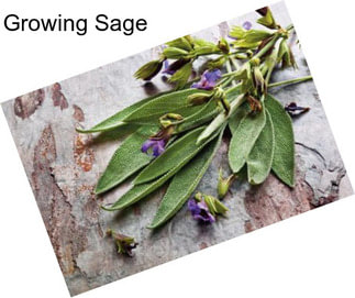 Growing Sage