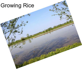 Growing Rice