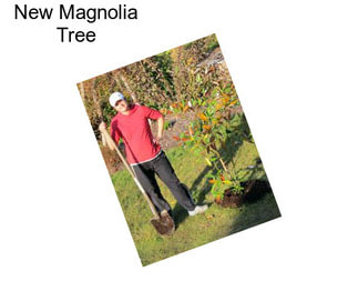 New Magnolia Tree