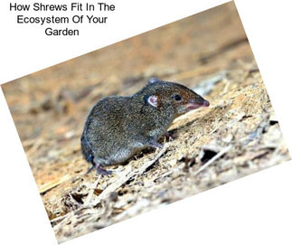 How Shrews Fit In The Ecosystem Of Your Garden
