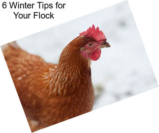 6 Winter Tips for Your Flock