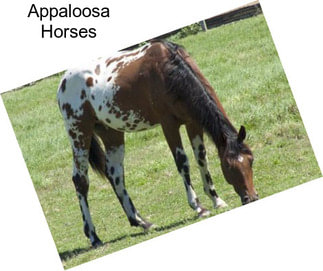 Appaloosa Horses